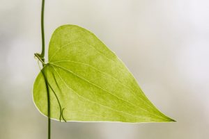 Influencia de la temperatura ambiental en las plantas