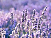 La lavanda