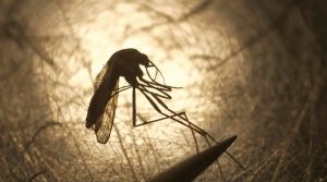 Las 7 mejores plantas para ahuyentar mosquitos