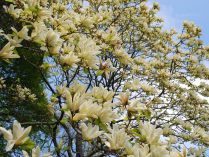 Magnolias en el árbol