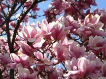 Magnolias rosas