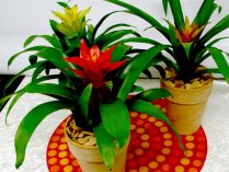 Planta guzmania