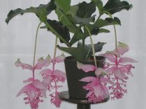 Planta medinilla