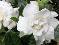 Significado de las gardenias