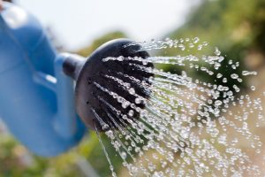 Tips sencillos y efectivos para cuidar las plantas en verano