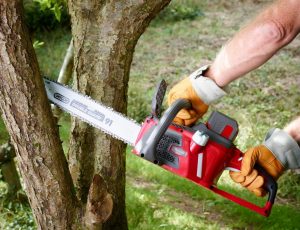 Consejos de seguridad en el uso de la motosierra en la poda de un árbol